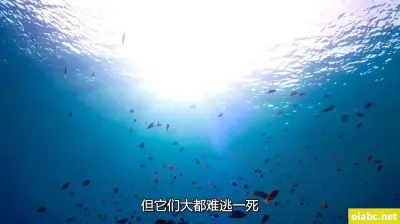 【AI画质增强】2020-08-02 【午夜寻花】第二场苗条身材黑衣妹子剧照1